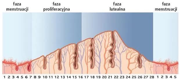 Co dzieje się z Twoim ciałem w 3 dniu cyklu? Zaskakujące fakty