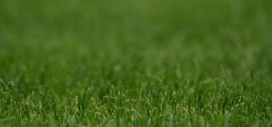 Zakładanie trawnika cena za m2. Ile kosztuje założenie trawnika?