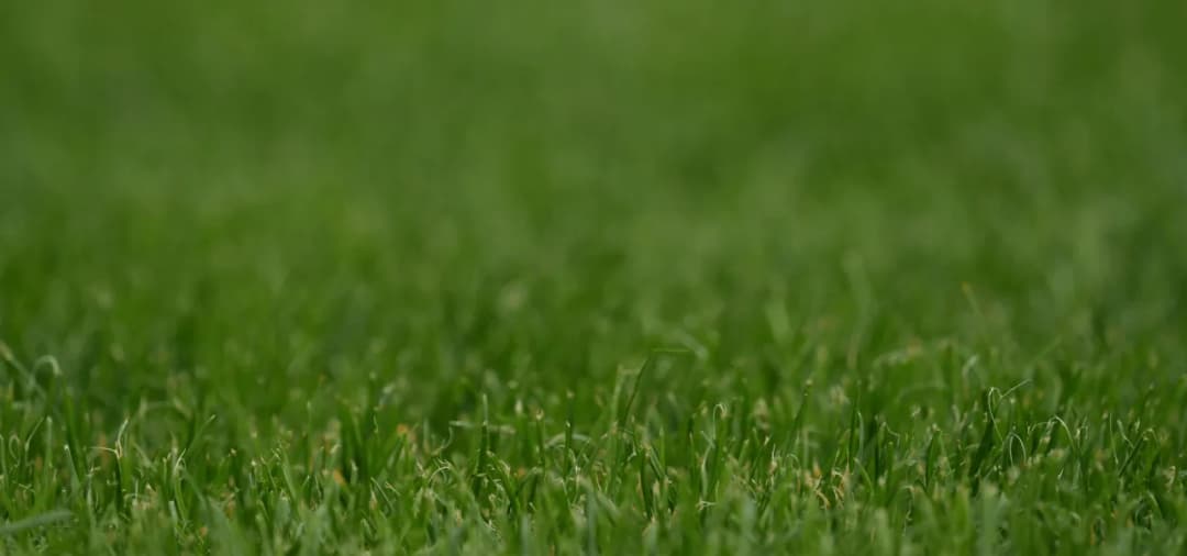 Zakładanie trawnika cena za m2. Ile kosztuje założenie trawnika?