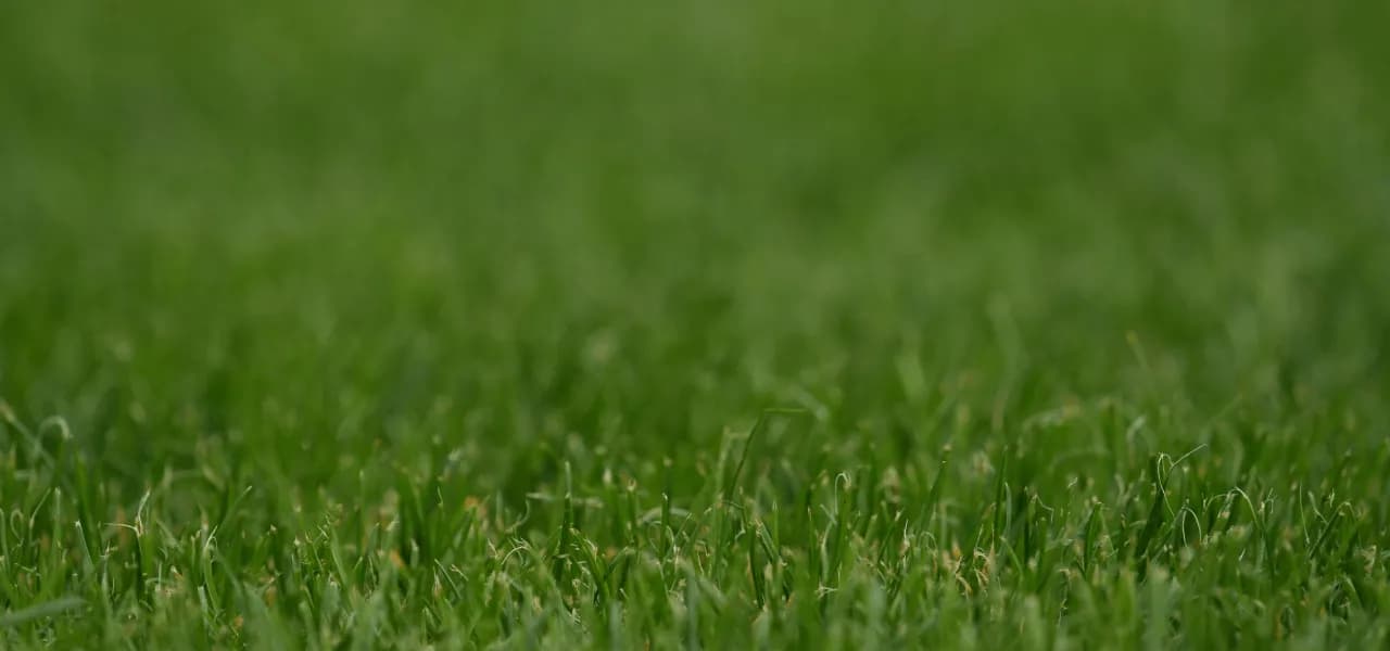 Zakładanie trawnika cena za m2. Ile kosztuje założenie trawnika?