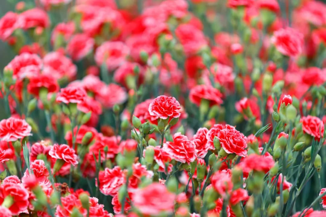 Goździki wieloletnie - jak i gdzie sadzić? Poznaj tajniki uprawy tych pięknych kwiatów