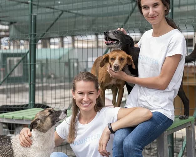 Wolontariat w schronisku na czym polega – co musisz wiedzieć o tym doświadczeniu