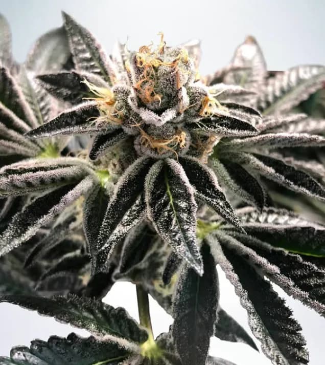 Gelato weed medycznie? 5 przypadłości, w których może dawać ukojenie