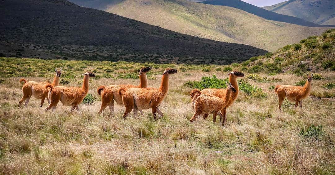 Zwierzęta na literę A - poznaj alpakę, antylopę, asfaltera i inne zwierzęta zaczynające się od "a"