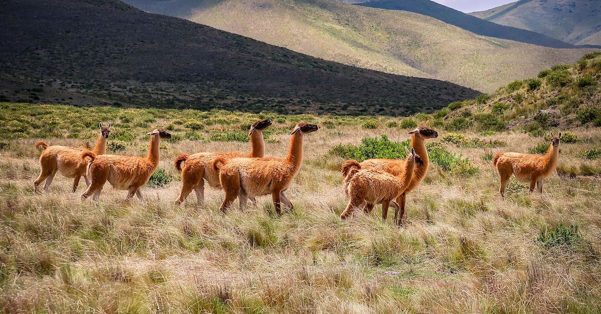 Zwierzęta na literę A - poznaj alpakę, antylopę, asfaltera i inne zwierzęta zaczynające się od "a"