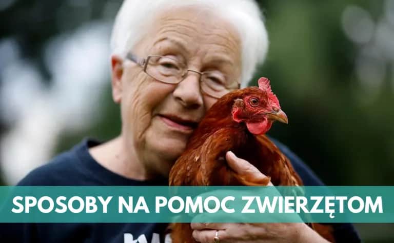 Jak skutecznie pomagać zwierzętom: 6 sposobów na realną pomoc