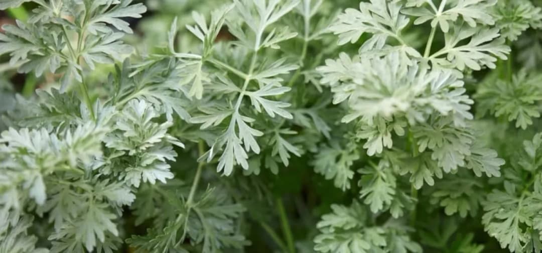Czy piołun w tabletkach to naturalny pogromca tłuszczu? Porady