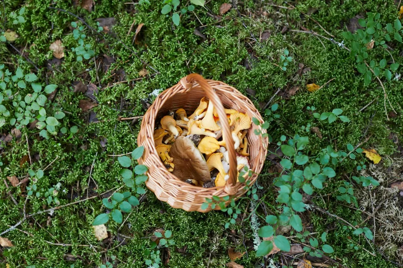 Ukryte właściwości zdrowotnych z grzybów: Czy znasz je wszystkie?